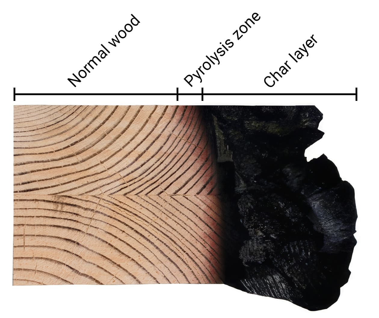 Char layer and pyrolysis zone in fire-exposed timber