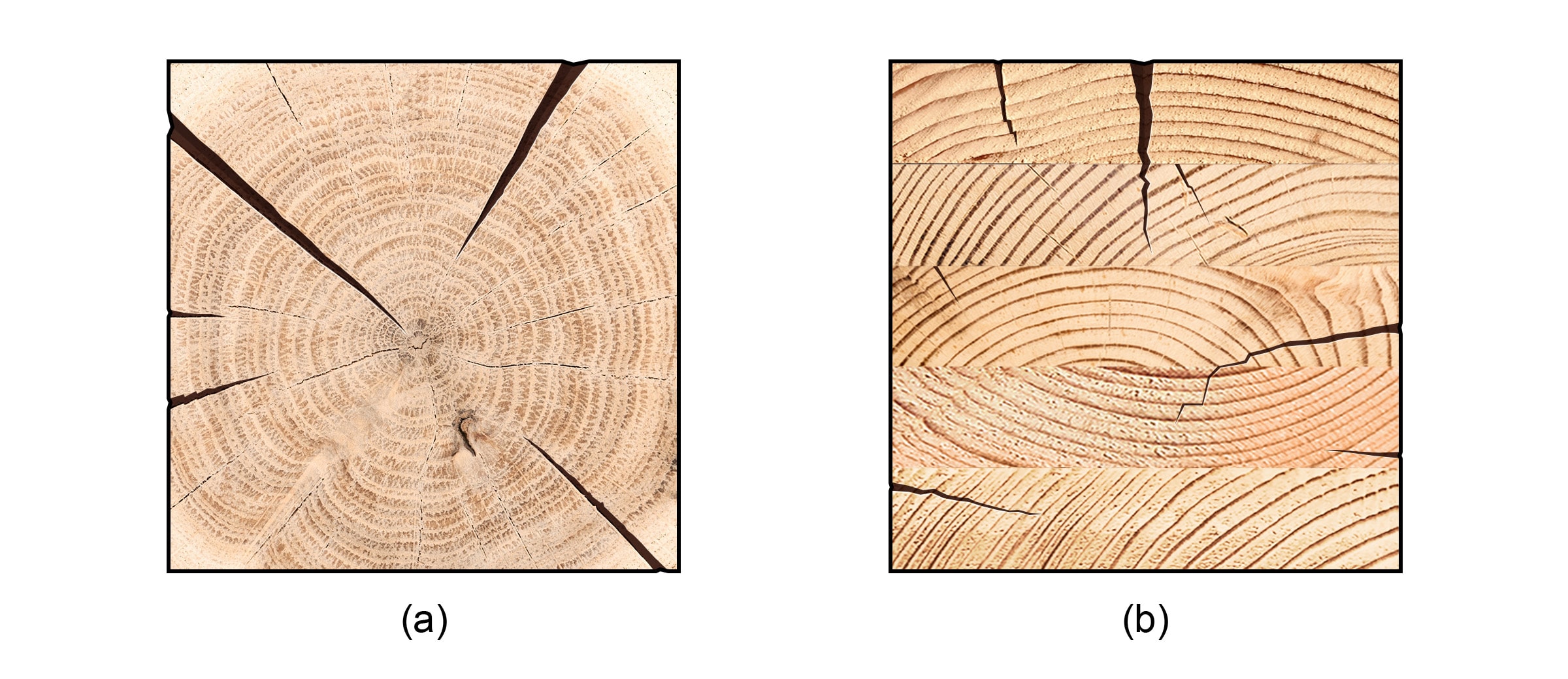 MTC end grain checks